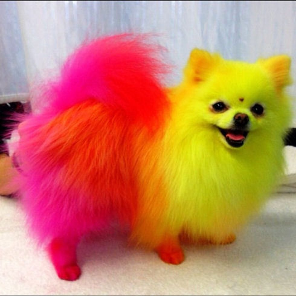 A yellow, orange, and pink dog
