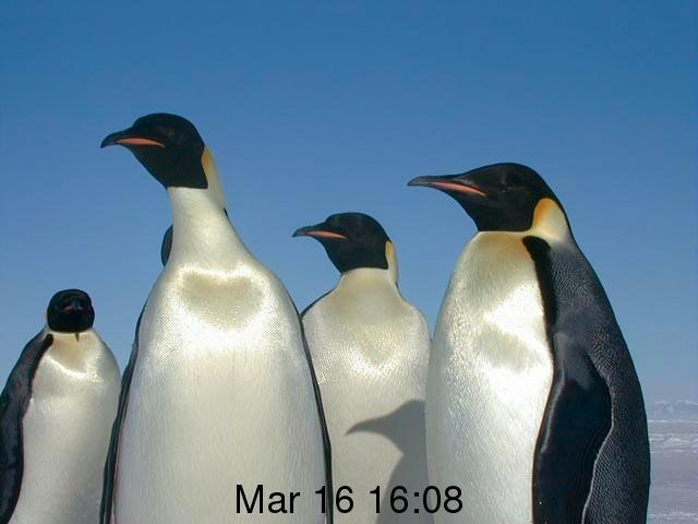 http://en.wikipedia.org/wiki/File:Emperor_penguins.jpg