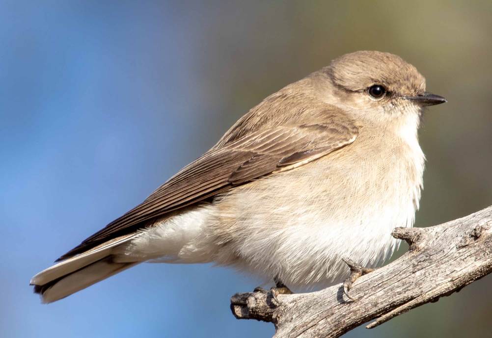 A small bird perched on a tree branch

Description automatically generated