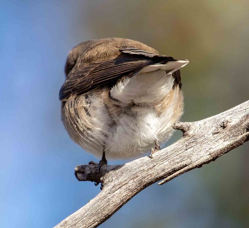 A small bird perched on a tree branch

Description automatically generated