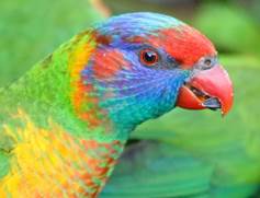 A bird sitting on top of a parrot
Description automatically generated