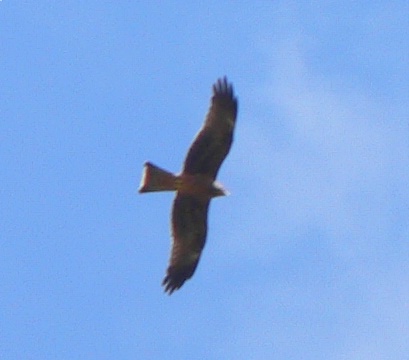 JPEG image