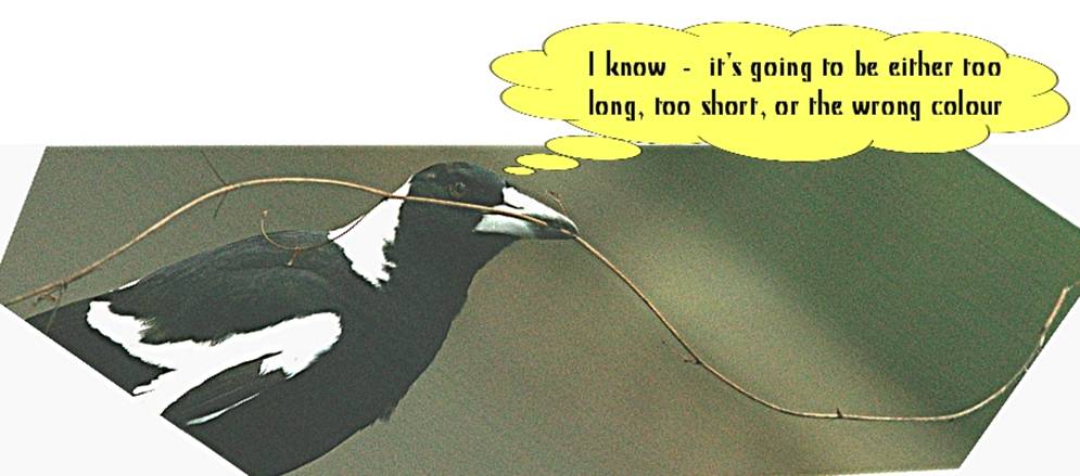 magpie 3.jpg