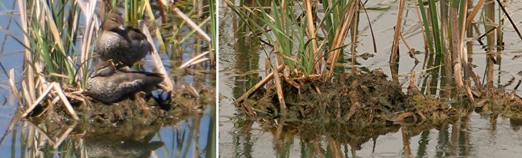 ducknest_0178.jpg