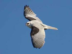 Black-shouldered-kite_DSC1592.jpg