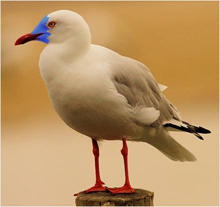 A Blue-faced Gull_6378.jpg