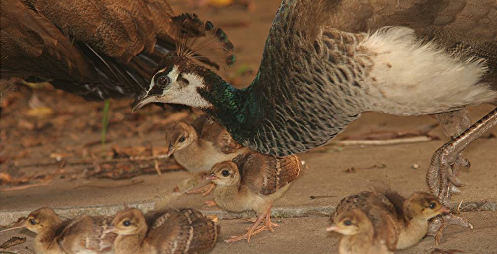 peachicks_9026.JPG