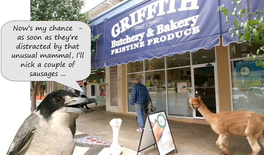 The Butcherbird.jpg
