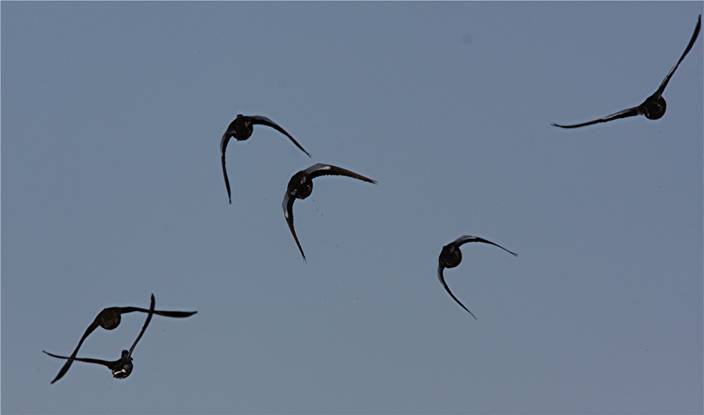 duckshooter's test_4941.JPG
