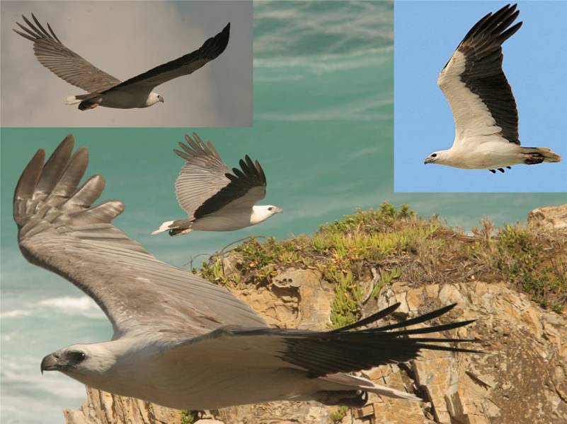 J sea eagles.jpg