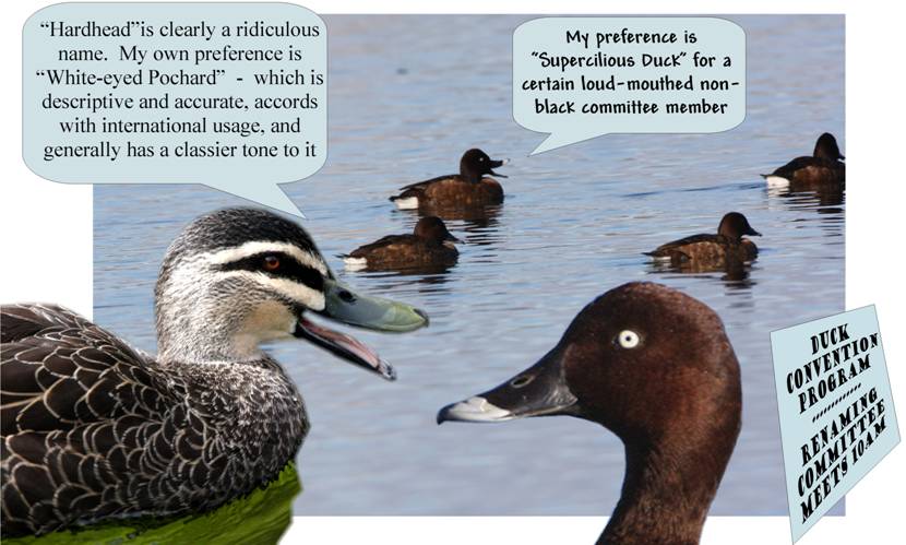 duck renaming_5313.jpg