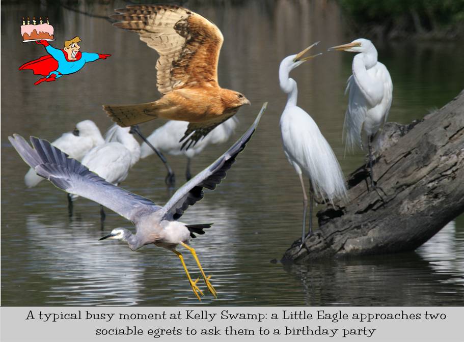 Party at Kelly Swamp.jpg