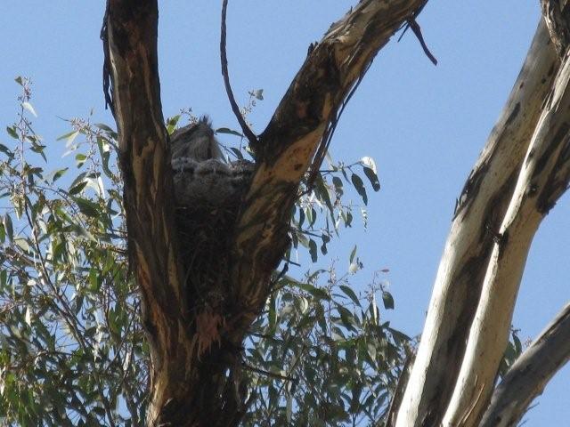 Theodore Frogmouths