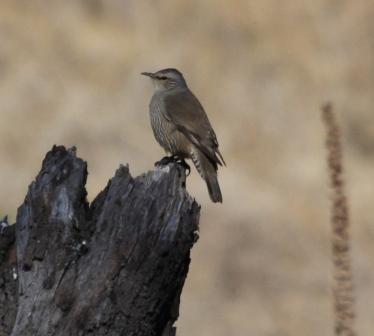 Brown Tree-creeper Thawa Sandwash.JPG