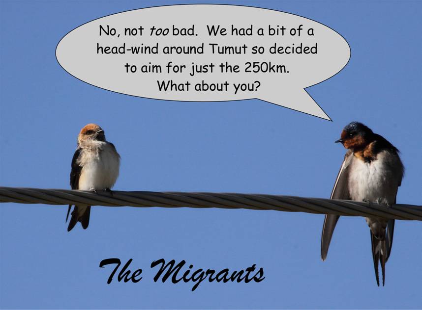 migrants.jpg