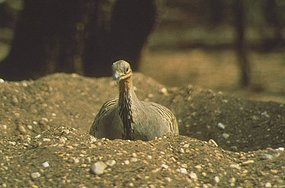 A malleefowl on its nest