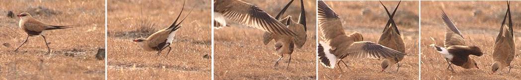pratincoles.jpg