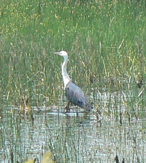heron
