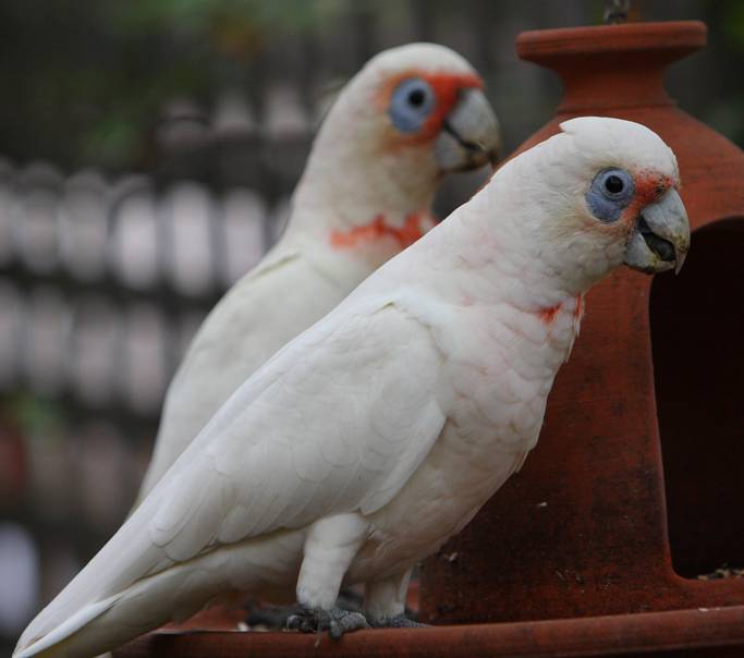 x corellas_4125.jpg