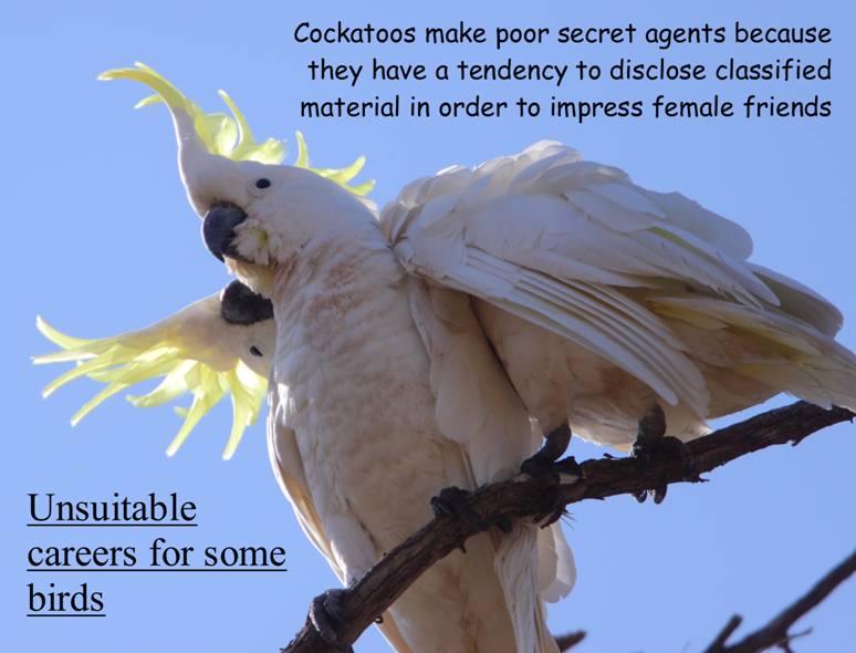Unsuitable careers.jpg