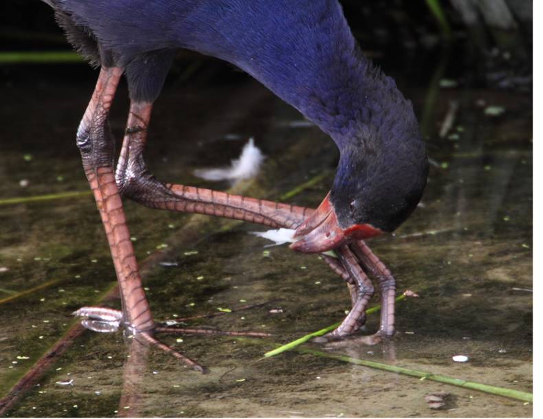 indigo swamphen.jpg