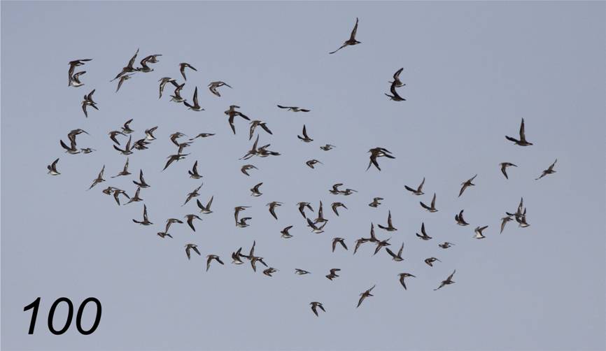 100 waders.JPG
