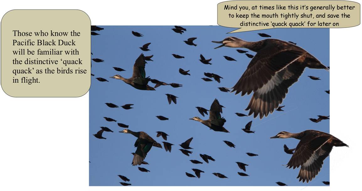 birds in flight.jpg