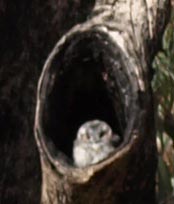 JPEG image