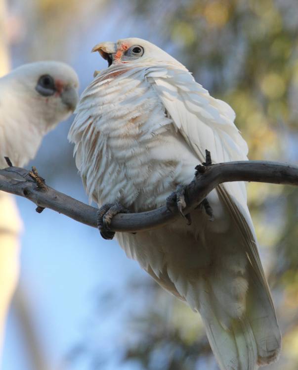 corella J_9774.jpg