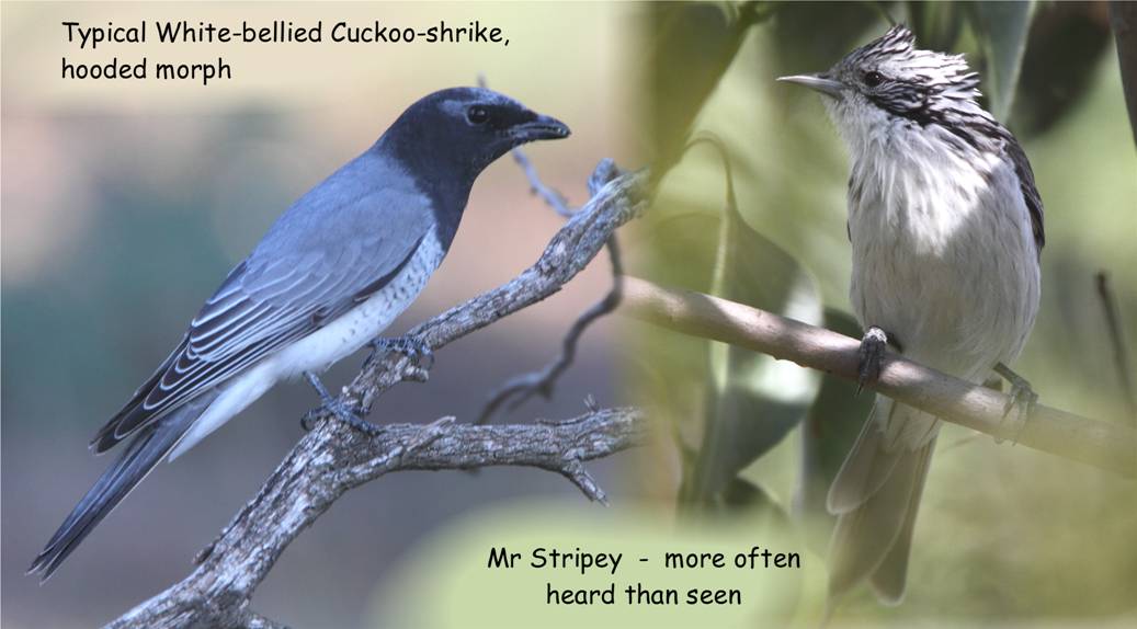 2 birds X crop J.jpg