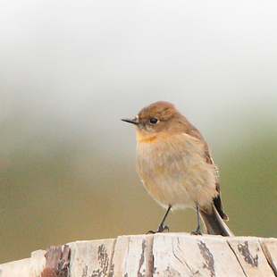 6_robin100507_9463.jpg