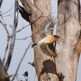 1_robin100507_9747.jpg