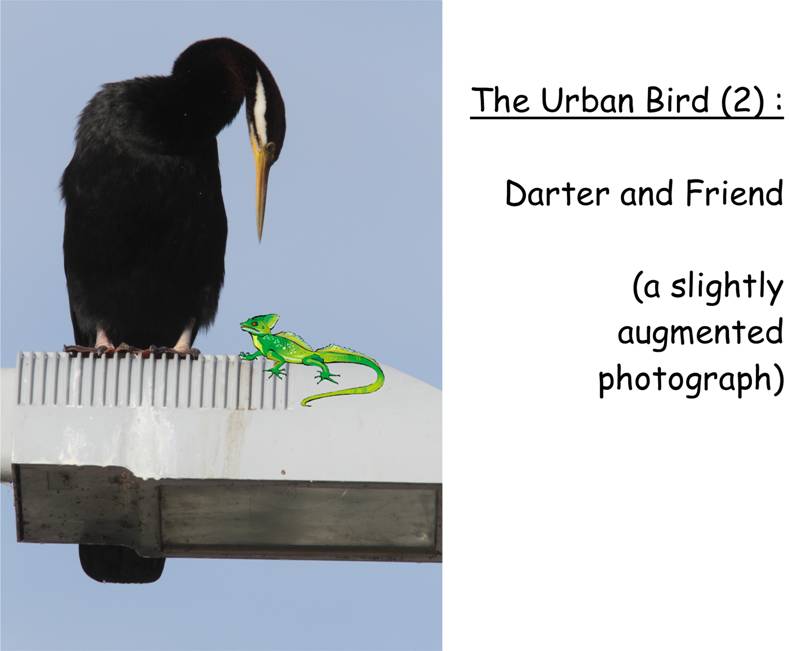 darter and friend.jpg