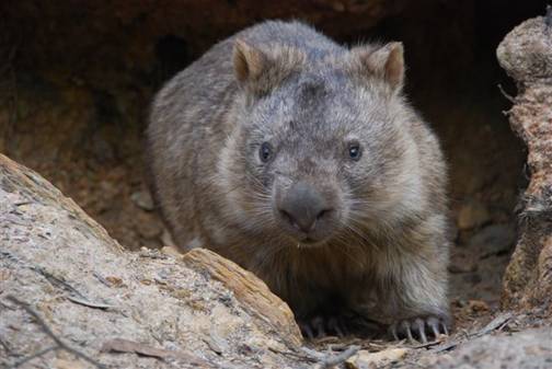 wombat_0018.JPG