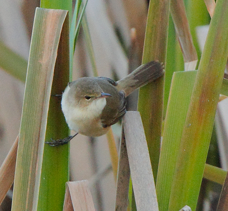 Aust-reed-warbler100821_4667.jpg