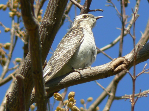 Cuckoo