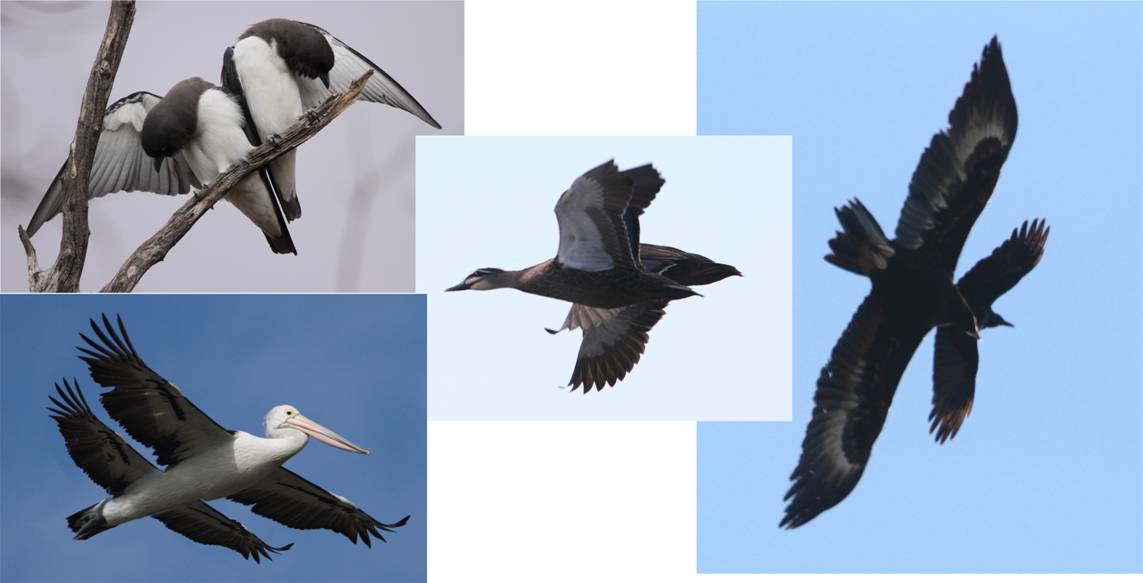 Doublewings.jpg