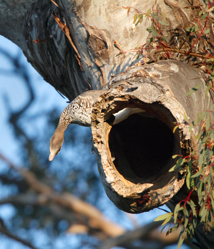 wood-duck-nest100920_9318.jpg