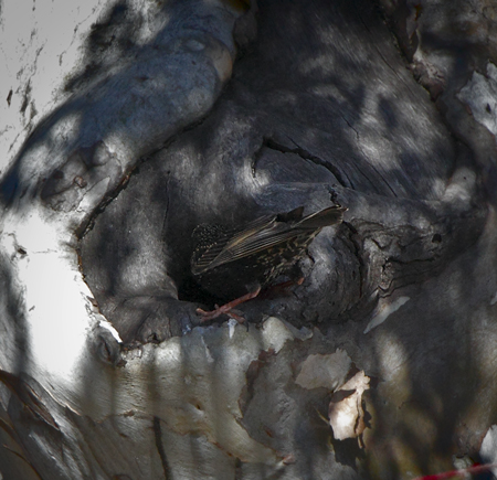 starling-at-nest100917_8885.jpg