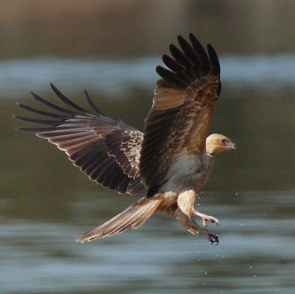 whistling-kite101002_2016.jpg