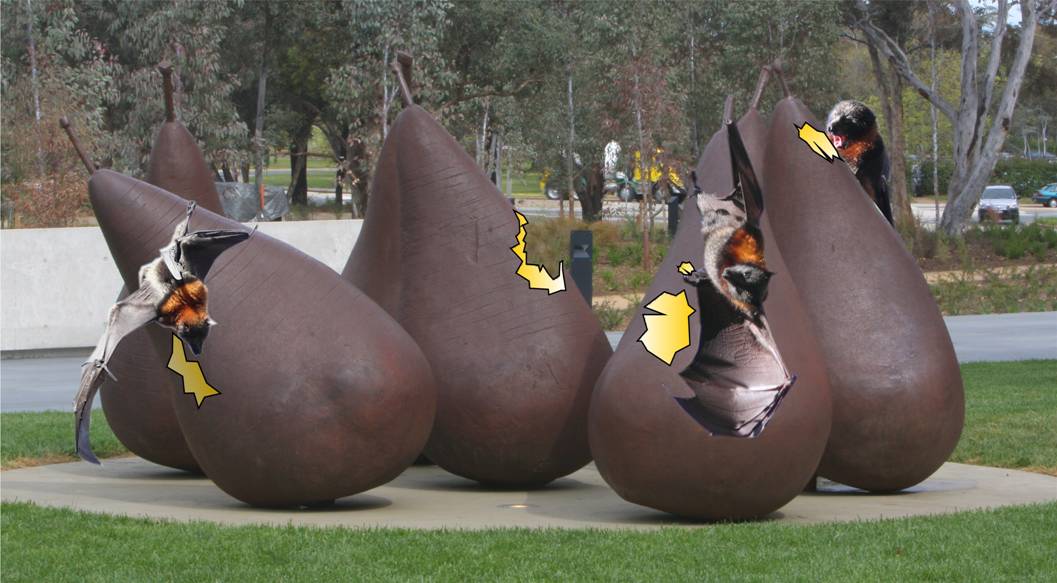 fruit bats NGA.jpg