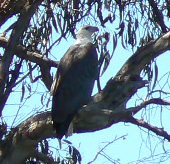 SE2