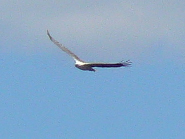 SE1