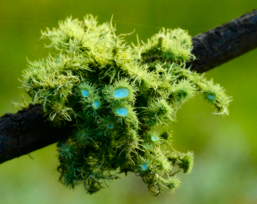 lichen101029_3867.jpg