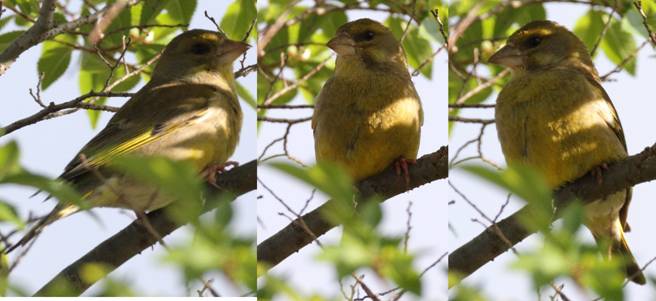 gfinch F_.jpg