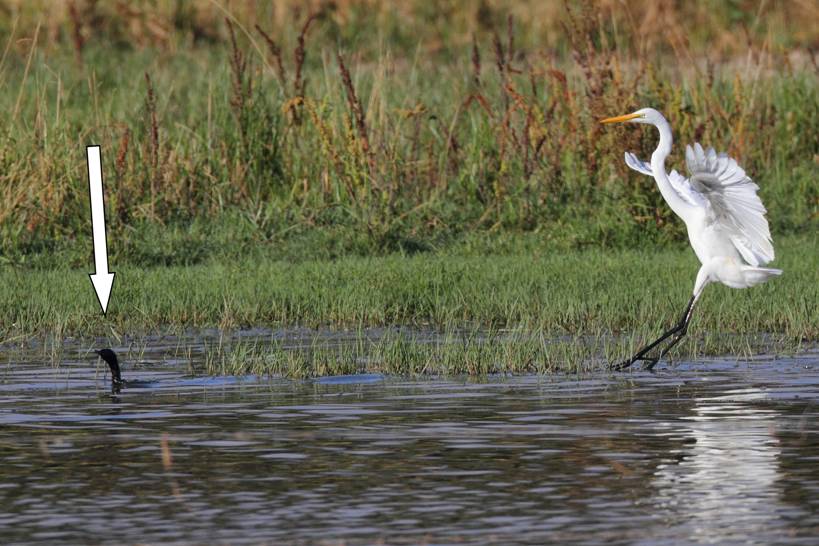 egret and lbc_8470.jpg
