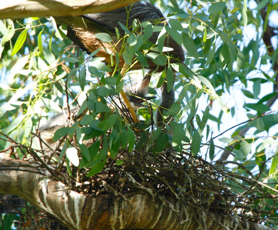 White-faced-heron-chicks110118_7105.jpg