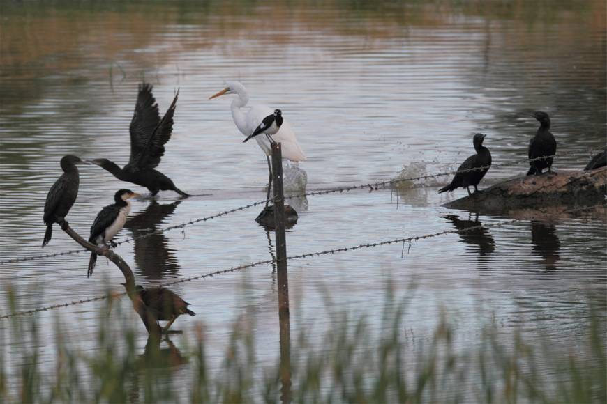 magpie-lark on barbed-wire fence.jpg