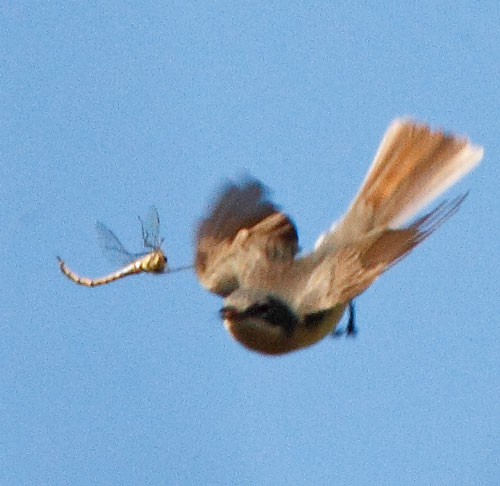 LFC-dragon-fly110220_1299B.jpg