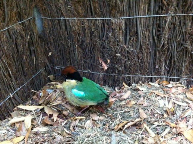 Noisy Pitta 2.jpg